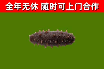 市北烟酒回收干海参.jpg